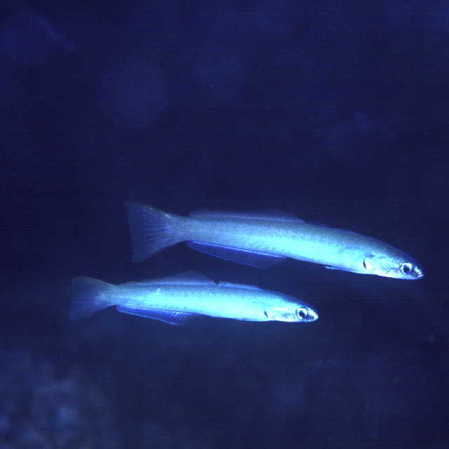 Ptereleotris microlepis